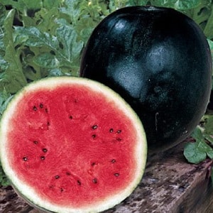 Was ist schwarze Wassermelone: ​​Beschreibung, Eigenschaften und beste Sorten dieser Art