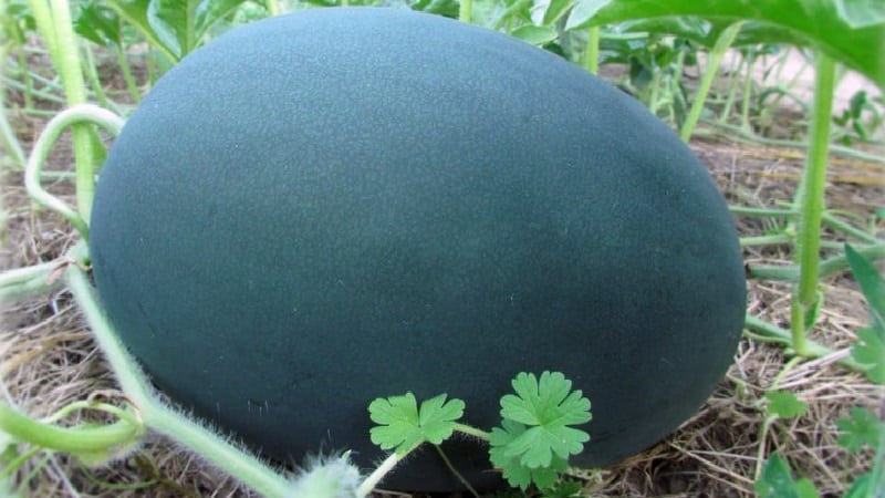 Was ist schwarze Wassermelone: ​​Beschreibung, Eigenschaften und beste Sorten dieser Art