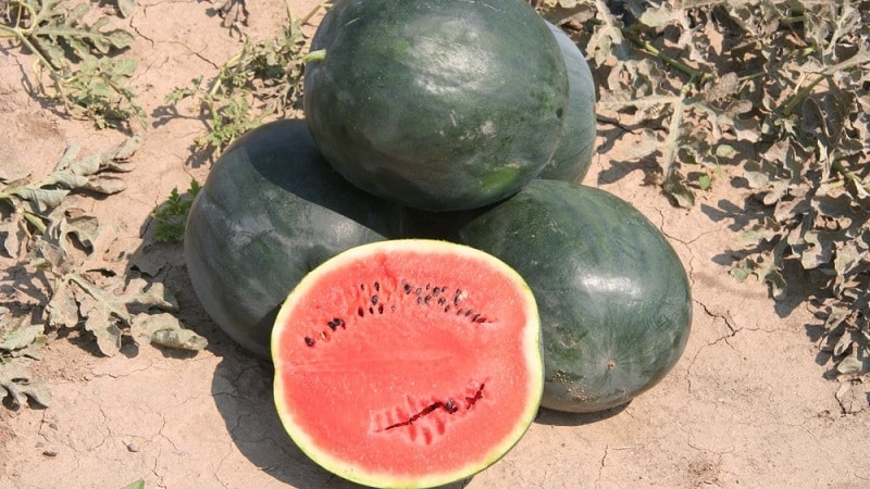 Was ist schwarze Wassermelone: ​​Beschreibung, Eigenschaften und beste Sorten dieser Art