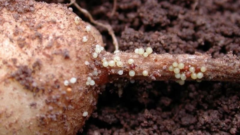 Qu'est-ce que le nématode de la pomme de terre et comment le combattre