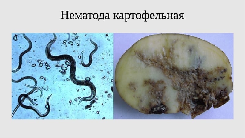 ¿Qué es el nematodo de la patata y cómo combatirlo?