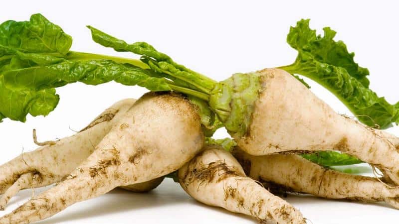 What is sugar beet: the full path from sowing the vegetable to the resulting sugar on our table