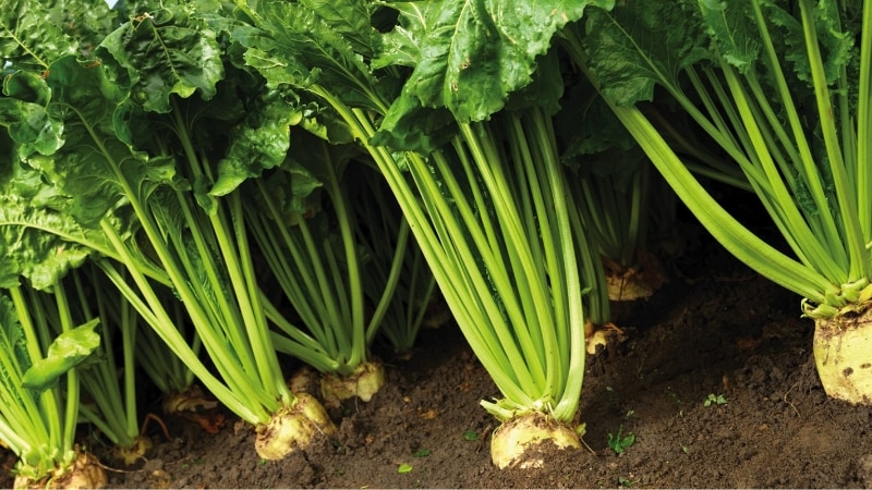 What is sugar beet: the full path from sowing the vegetable to the resulting sugar on our table