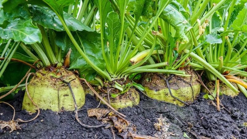 Apakah bit gula: laluan penuh dari menyemai sayur-sayuran kepada gula yang terhasil di atas meja kami