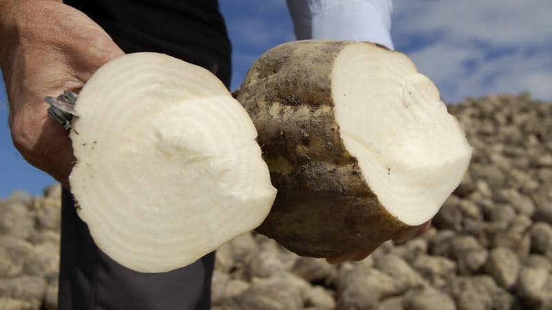 What is sugar beet: the full path from sowing the vegetable to the resulting sugar on our table