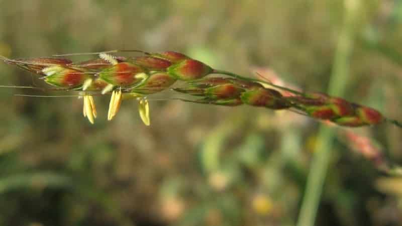 Què és l'herba sudanesa, com es cultiva i on s'utilitza?