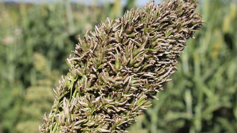 What is Sudanese grass, how is it grown and where is it used?