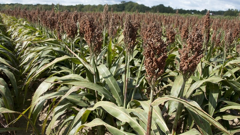 Ano ang Sudanese grass, paano ito lumaki at saan ito ginagamit?