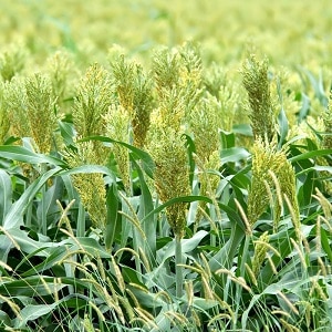 What is Sudanese grass, how is it grown and where is it used?