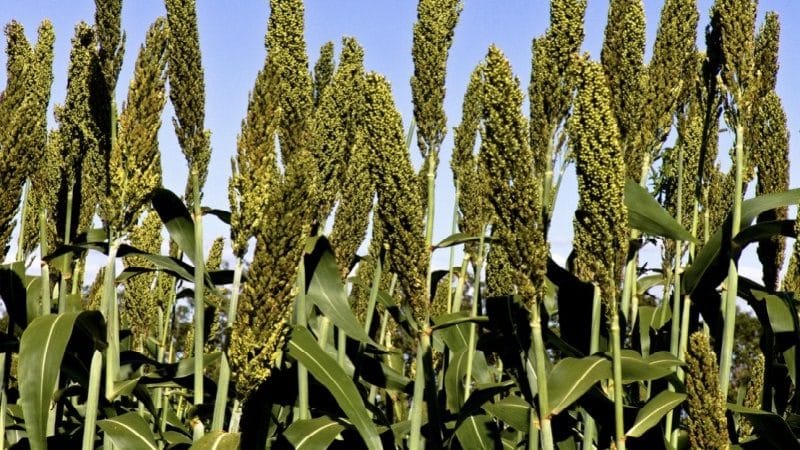 Uso del sorgo como alimento para aves y ganado.