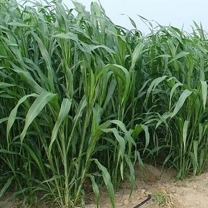 What is Sudanese grass, how is it grown and where is it used?