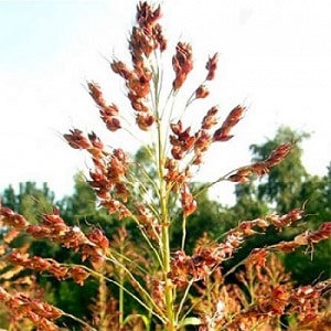 What is Sudanese grass, how is it grown and where is it used?