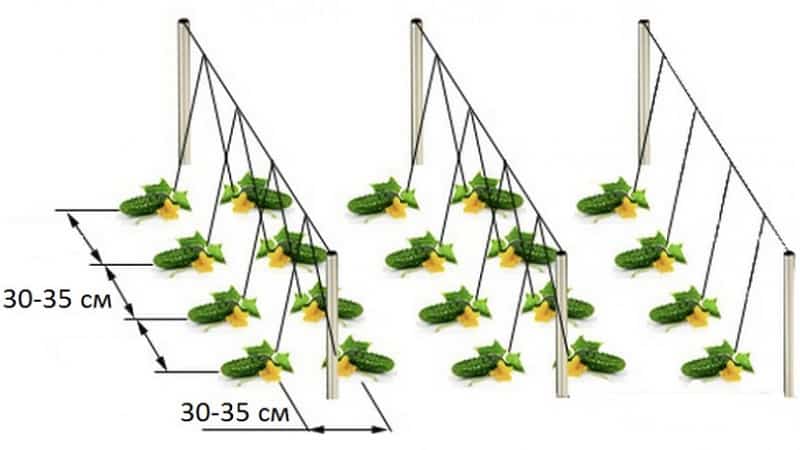 Why is it necessary to form cucumbers in a greenhouse and how to produce it correctly