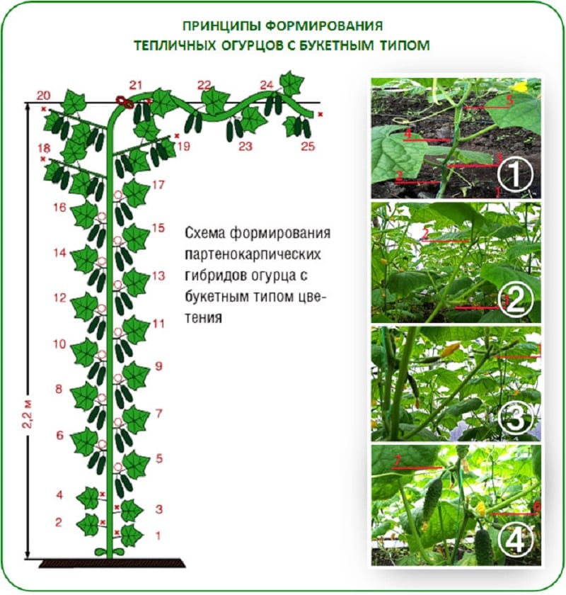 Why is it necessary to form cucumbers in a greenhouse and how to produce it correctly