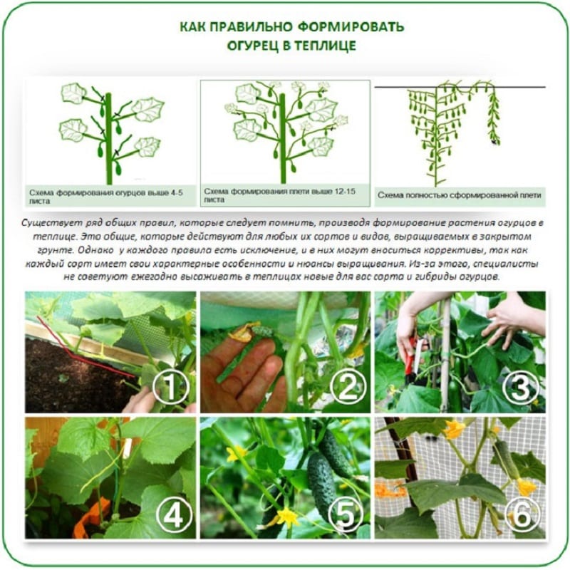 Why is it necessary to form cucumbers in a greenhouse and how to produce it correctly