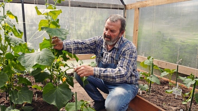 Miksi on tarpeen muodostaa kurkut kasvihuoneessa ja kuinka tuottaa se oikein