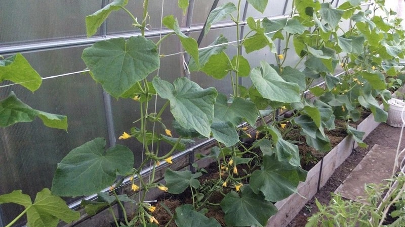 Why is it necessary to form cucumbers in a greenhouse and how to produce it correctly