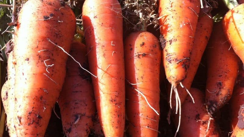 Juicy and sweet carrot hybrid Abaco F1 with high yield