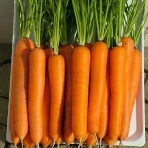 Disease-resistant, high-yielding carrot hybrid Laguna F1