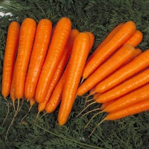 Ibrido di carota Laguna F1, resistente alle malattie e ad alto rendimento