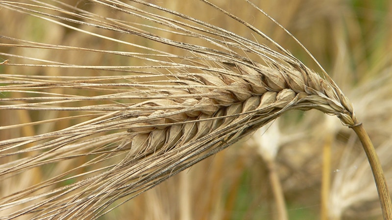 Berhati-hati dengan gluten: adakah barli mengandunginya?