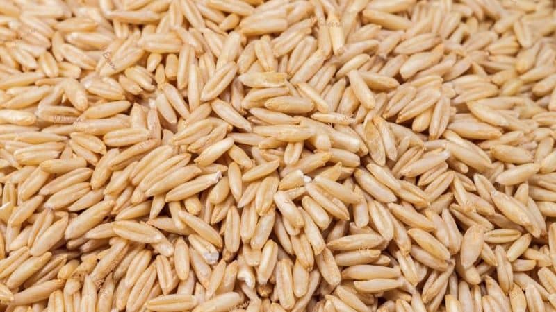 Useful properties and features of growing naked oats