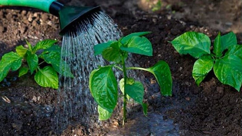 Istruzioni per coltivare deliziosi peperoni