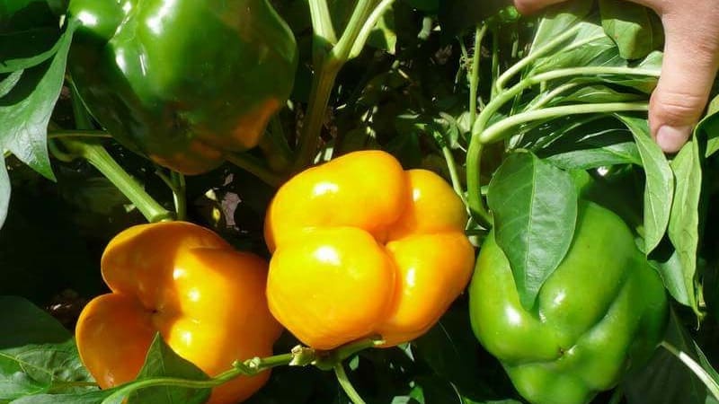 Instructies voor het kweken van heerlijke paprika's