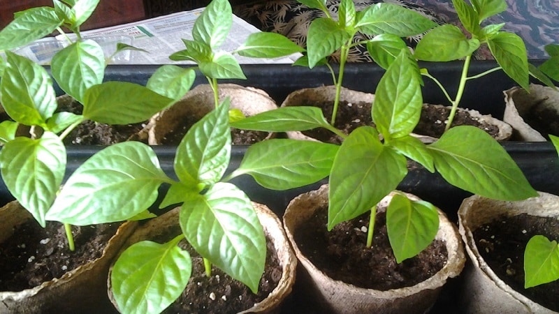 Instructies voor het kweken van heerlijke paprika's