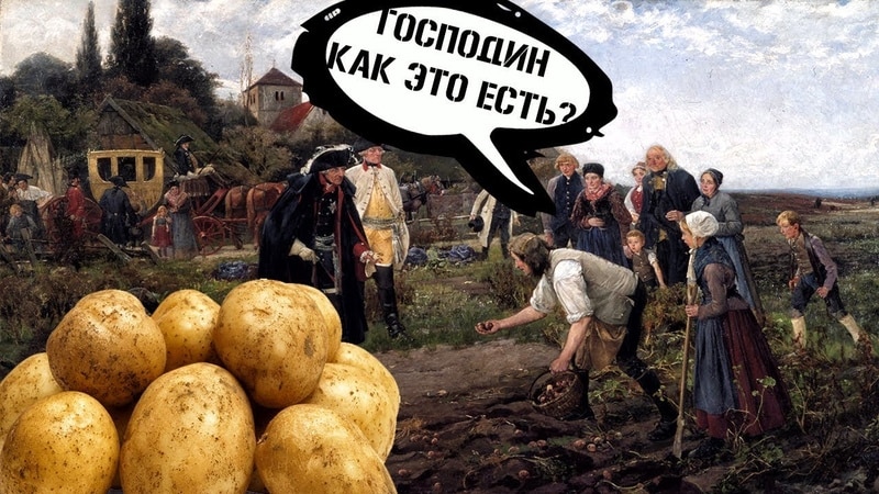 The history of the origin and spread of potatoes: where potatoes come from and how they gained their popularity