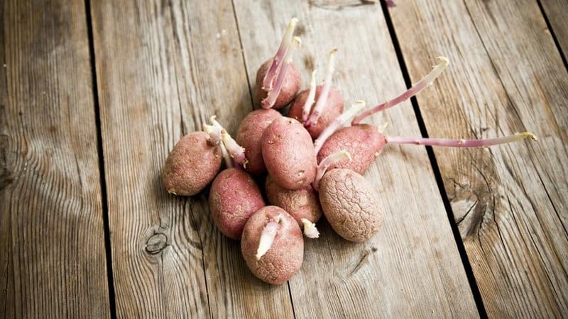 How and from what to germinate potatoes before planting