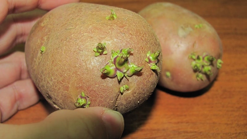 Come e da cosa far germogliare le patate prima di piantare