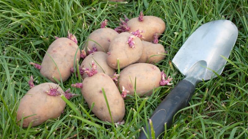 Hoe en van wat aardappelen moeten ontkiemen voordat ze worden geplant