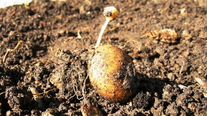 Hoe en van wat aardappelen moeten ontkiemen voordat ze worden geplant