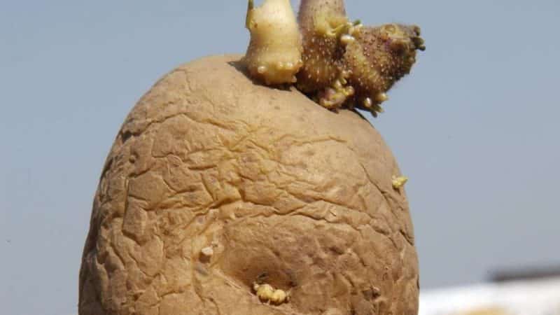 How and from what to germinate potatoes before planting