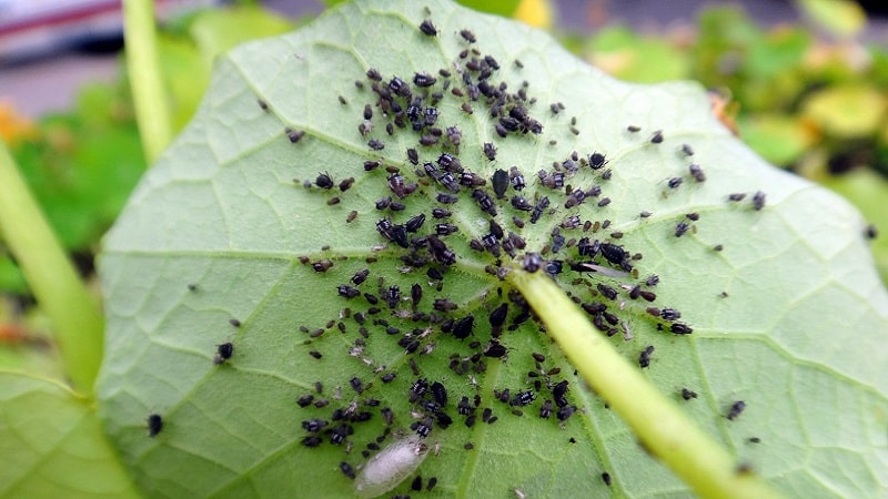 Bagaimana untuk melawan aphids pada timun: ubat-ubatan rakyat terbaik