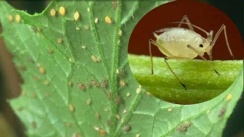 Paano labanan ang mga aphids sa mga pipino: ang pinakamahusay na mga remedyo ng katutubong