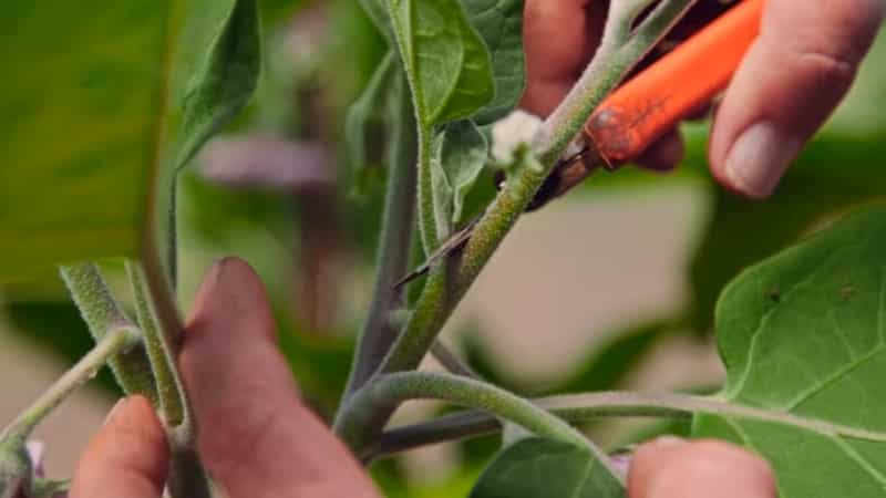 Como formar corretamente berinjelas em estufa: instruções para jardineiros iniciantes