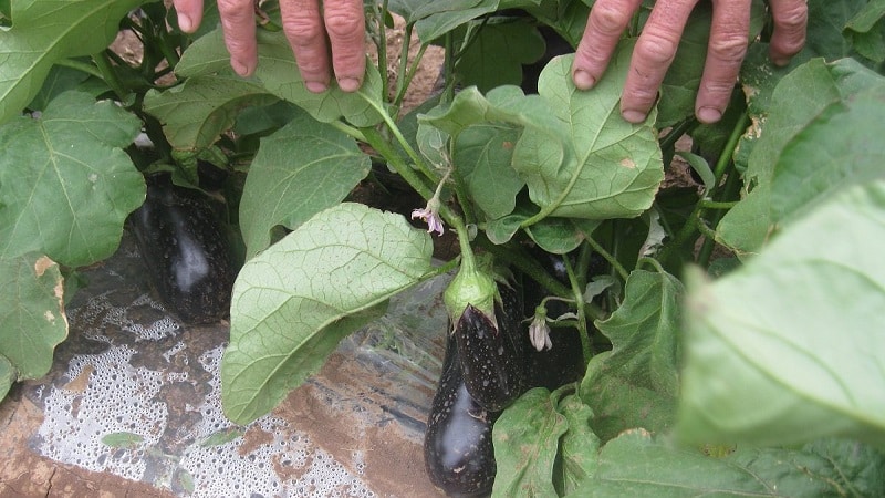 Comment former correctement des aubergines dans une serre : instructions pour les jardiniers débutants