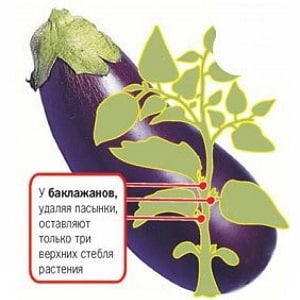 Hoe aubergines correct in een kas te vormen: instructies voor beginnende tuinders