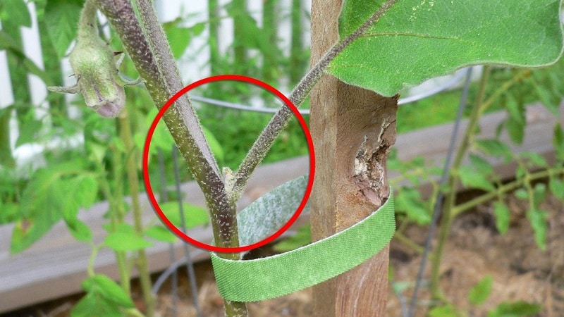 Como formar corretamente berinjelas em estufa: instruções para jardineiros iniciantes