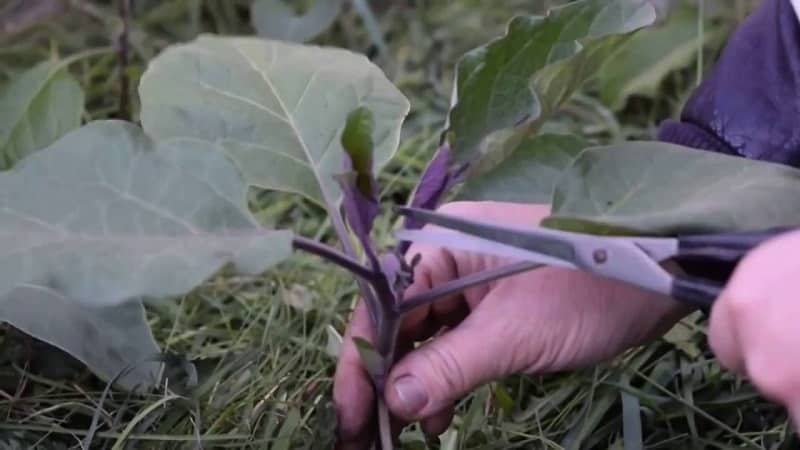 How to form eggplants in a greenhouse correctly: instructions for beginner gardeners