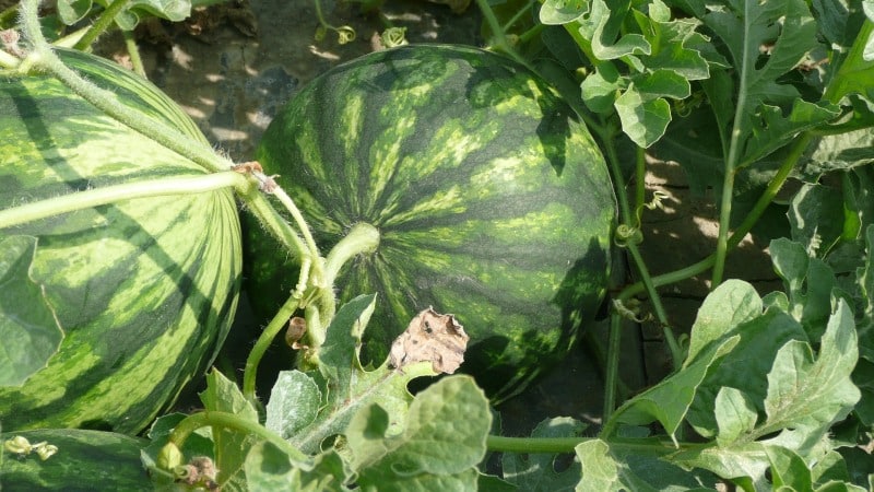 Come, quando e cosa nutrire le angurie per ottenere uno straordinario raccolto dolce