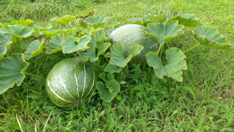 Com, quan i què alimentar les síndries per obtenir una collita dolça impressionant