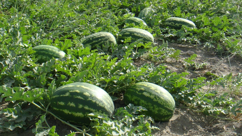 Wie, wann und was man Wassermelonen füttert, um eine atemberaubend süße Ernte zu erzielen