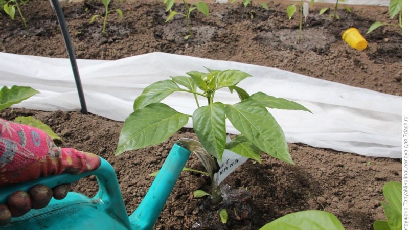 So gießen Sie Paprika im Freiland richtig: Anleitung mit Ratschlägen erfahrener Gärtner