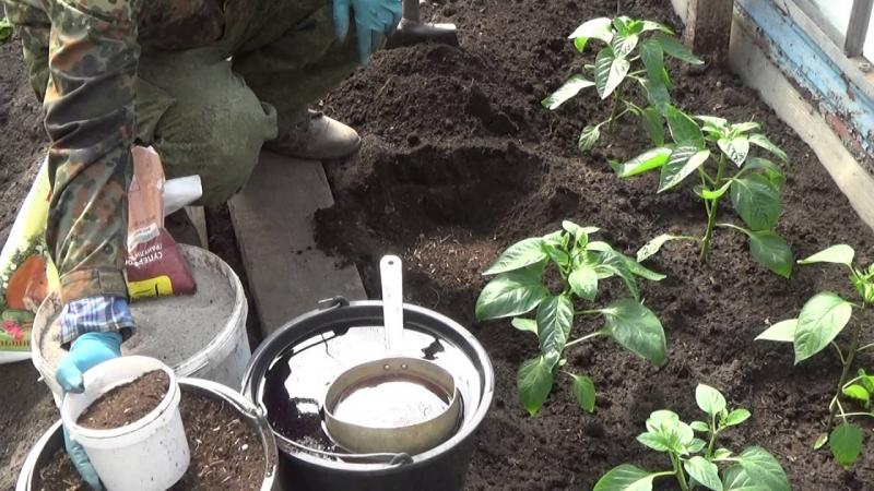 Cómo regar correctamente los pimientos en campo abierto: instrucciones con consejos de jardineros experimentados