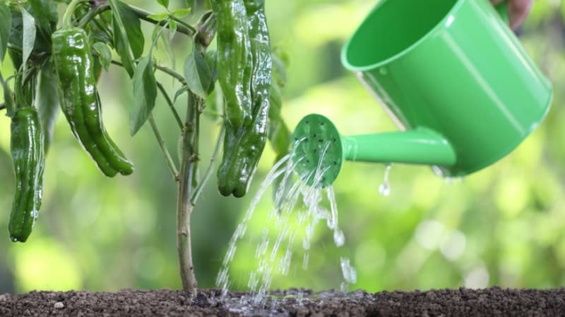 Como regar corretamente pimentas em terreno aberto: instruções com conselhos de jardineiros experientes