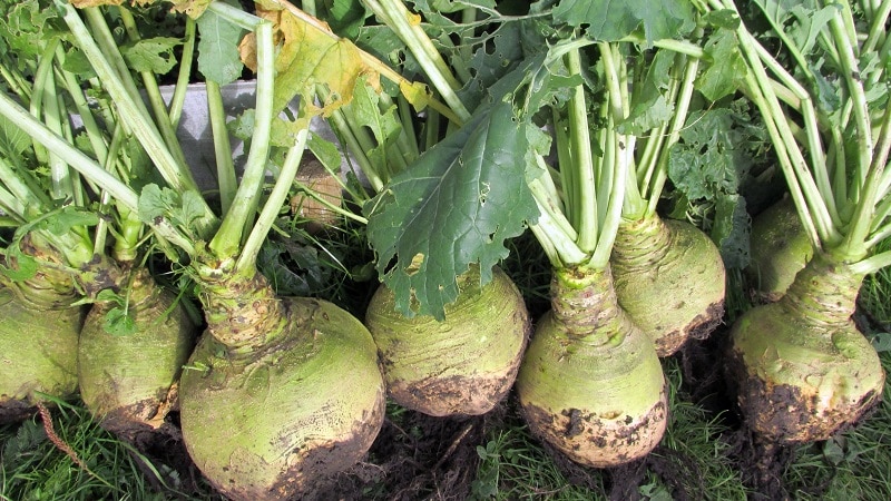 İyi bir rutabaga hasadı nasıl elde edilir: yeni başlayanlar için talimatlara göre yetiştirme ve bakım