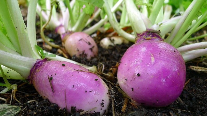 İyi bir rutabaga hasadı nasıl elde edilir: yeni başlayanlar için talimatlara göre yetiştirme ve bakım